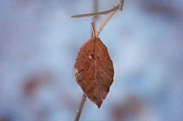 leaf-1222679_640